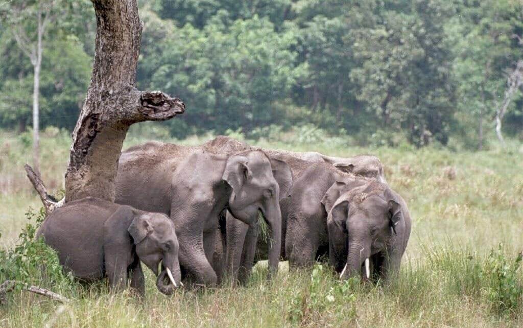 Mudumalai Tiger Reserve, Tamil Nadu