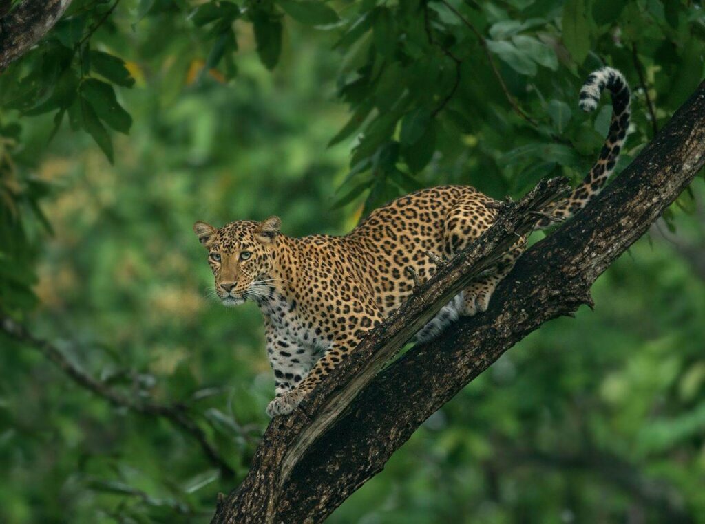 Nagarhole National Park, Karnataka