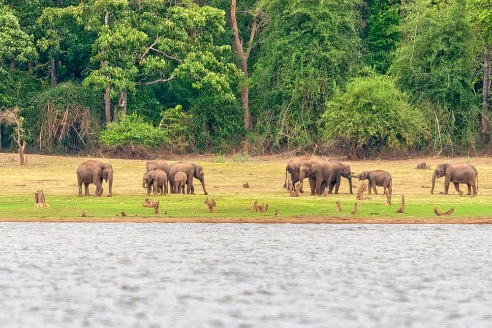 Nagarhole National Park, Karnataka