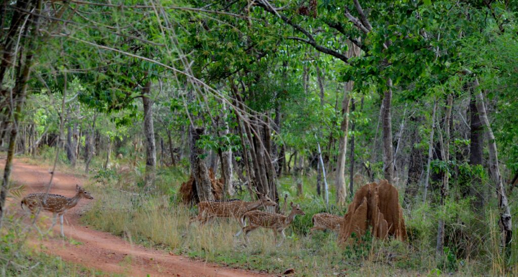 Nagarjunsagar-Srisailam Tiger Reserve, Andhra Pradesh