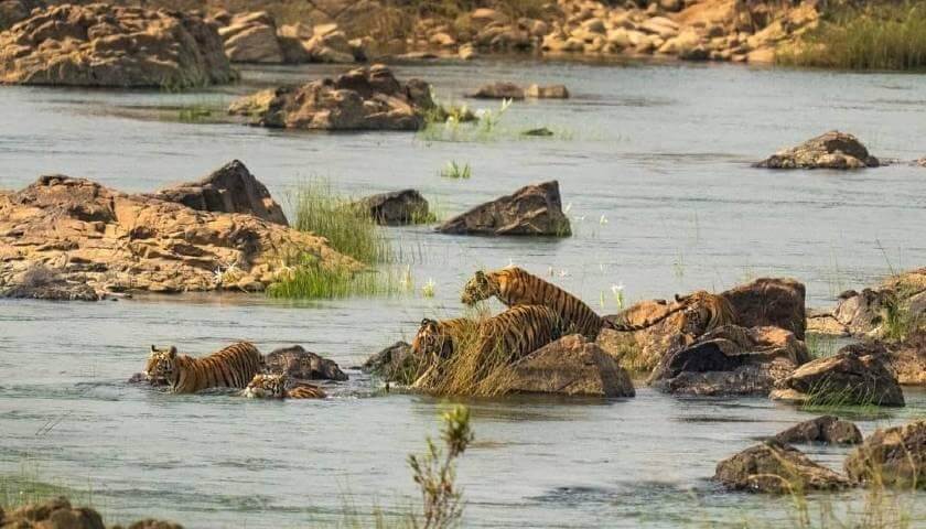 Panna Tiger Reserve, Madhya Pradesh