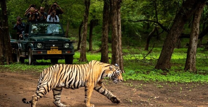 Pench Tiger Reserve, Madhya Pradesh