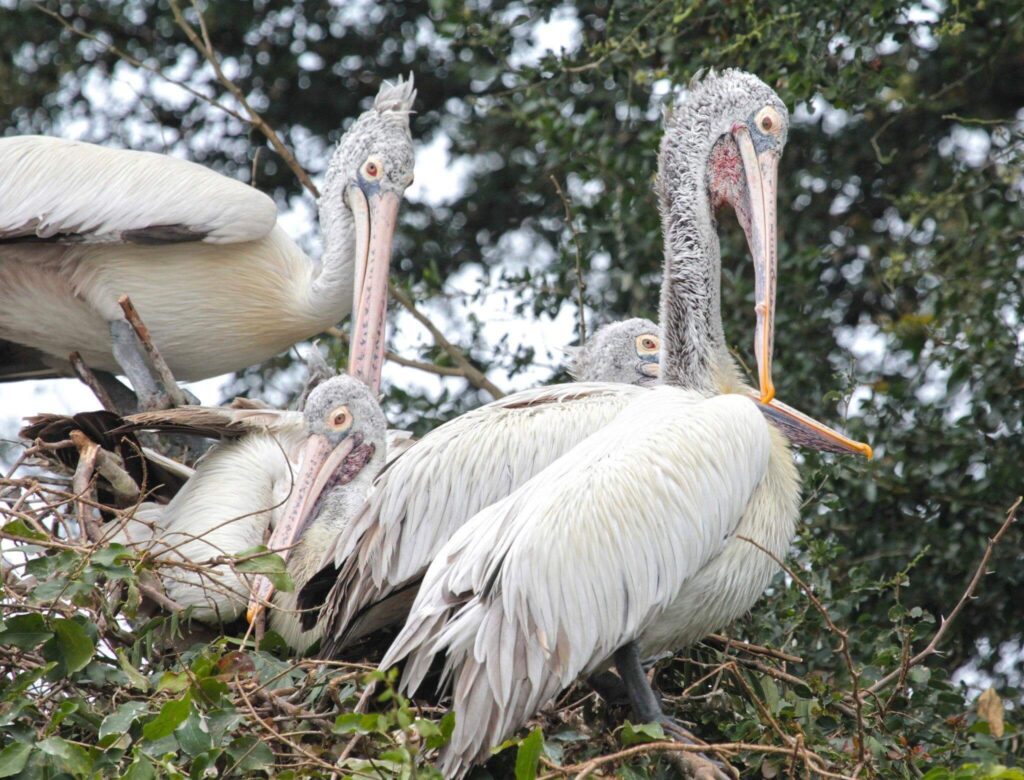 Ranganathittu Bird Sanctuary, Karnataka