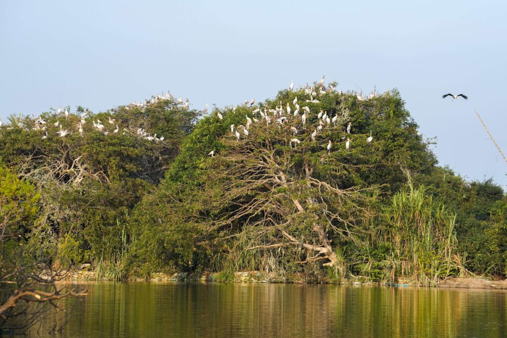 Ranganathittu Bird Sanctuary, Karnataka