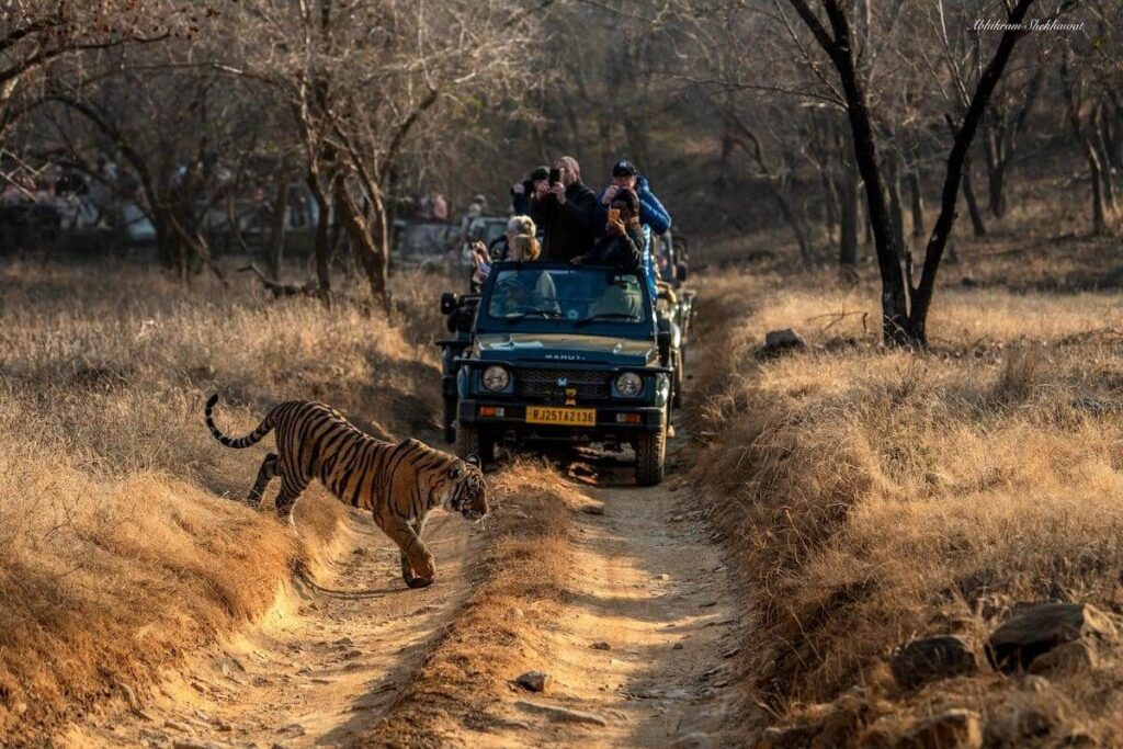 Ranthambore — Bengal tiger safari