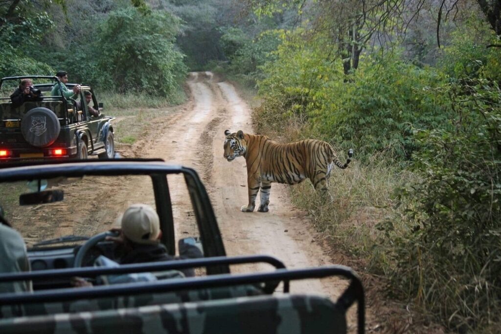 Sariska Tiger Reserve, Rajasthan