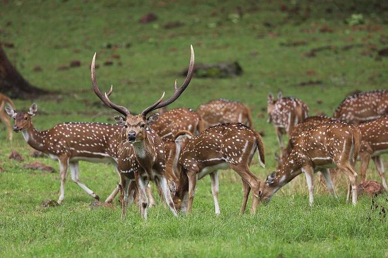 Similipal National Park, Odisha