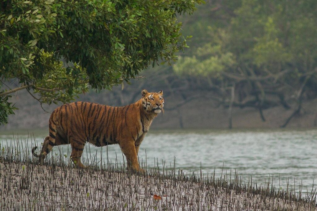 Sundarbans National Park, West Bengal