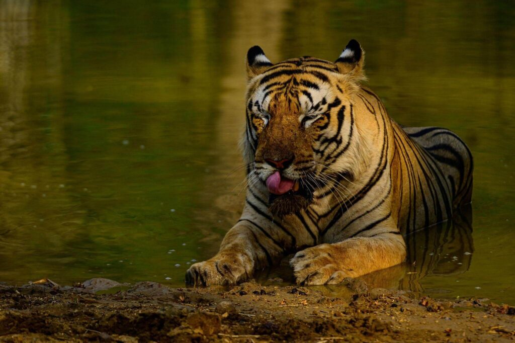 Tadoba-Andhari Tiger Reserve, Maharashtra