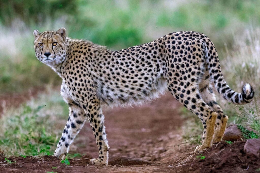 The Return of the Cheetah