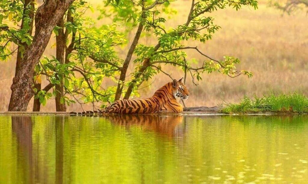 Valmiki Tiger Reserve, Bihar