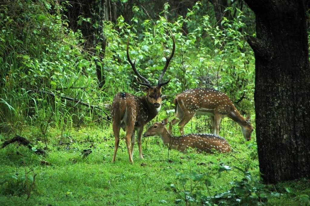 Wayanad Wildlife Sanctuary, Kerala