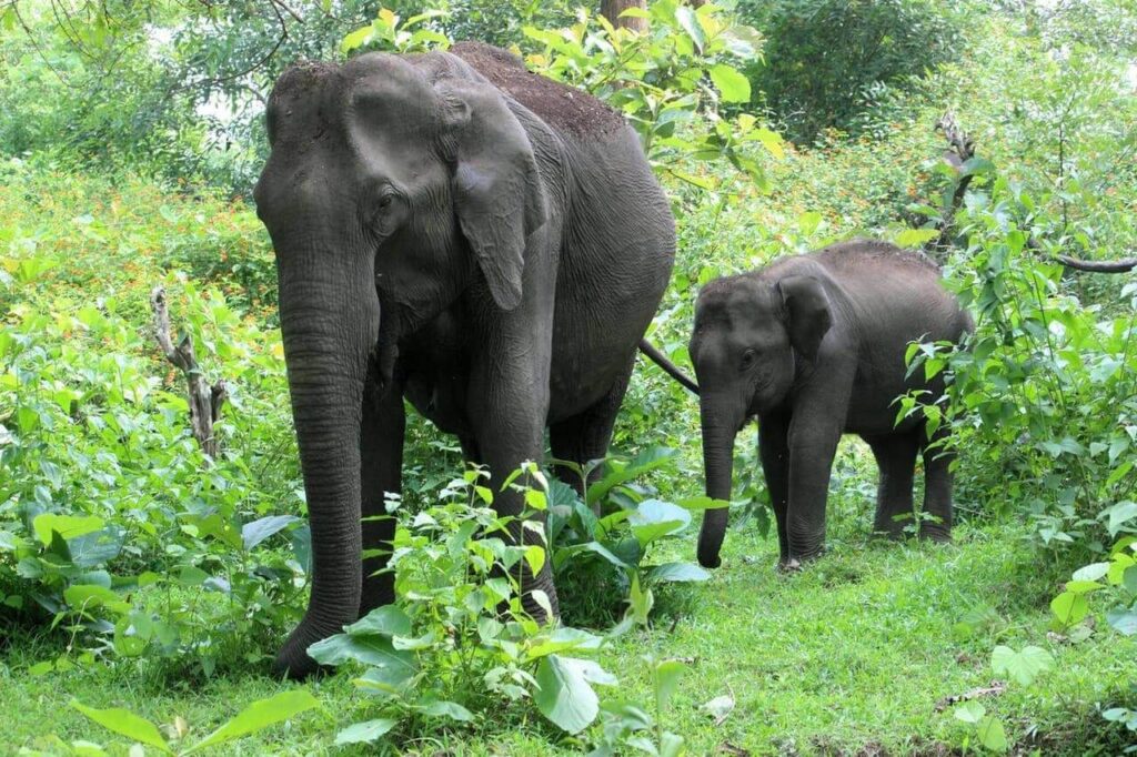 Wayanad Wildlife Sanctuary, Kerala
