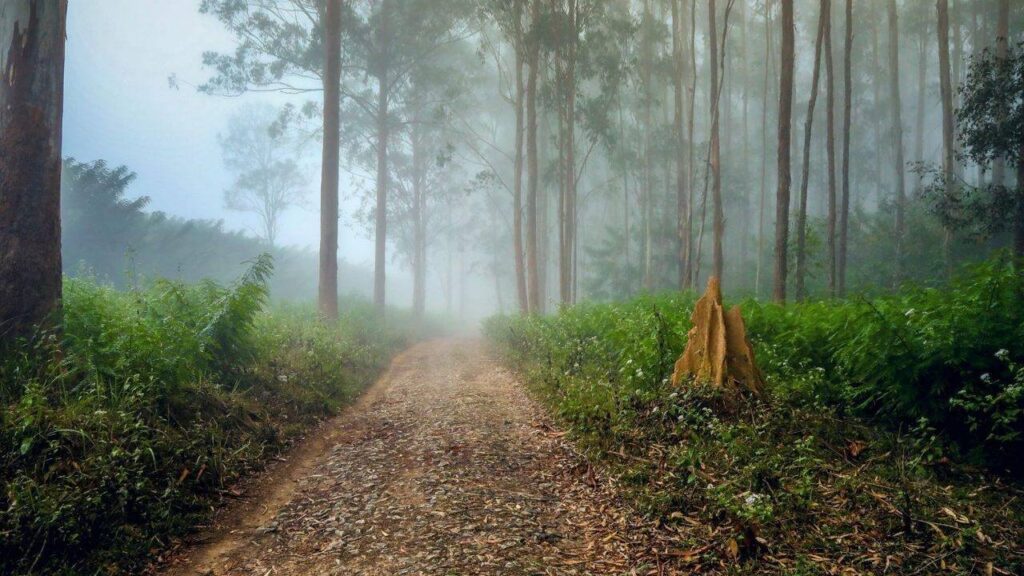 Wayanad Wildlife Sanctuary, Kerala