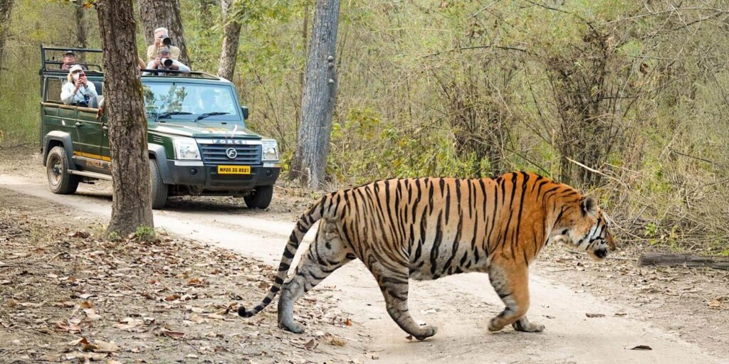 What This Means for Wildlife Travelers