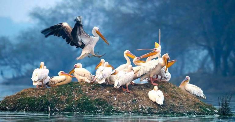 assets/images/web-images/packages/bharatpur-bird-sanctuary.jpg