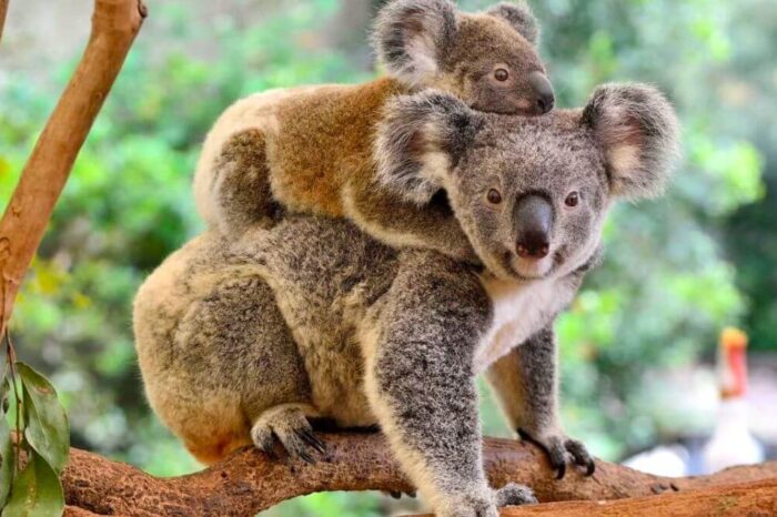 Australia