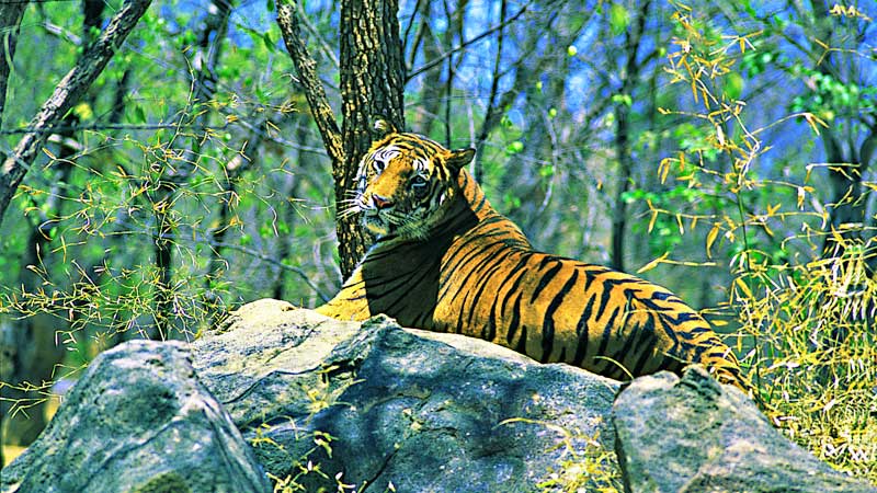 tiger safari india tour