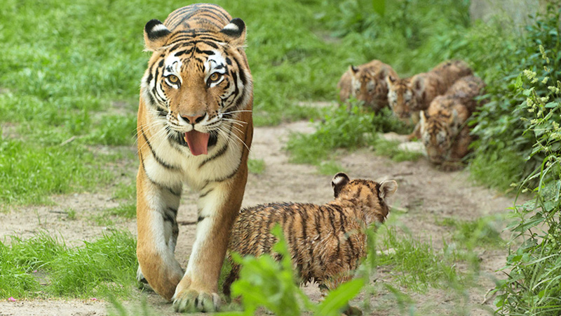 tiger safari india